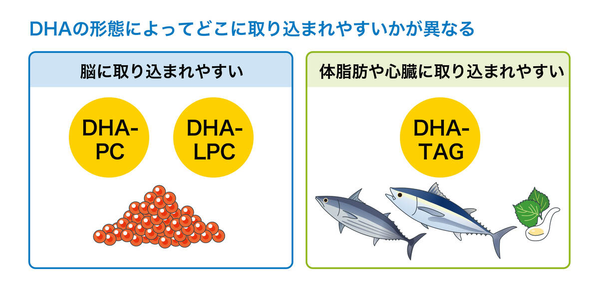 DHAの形態によってどこに取り込まれやすいかが異なる