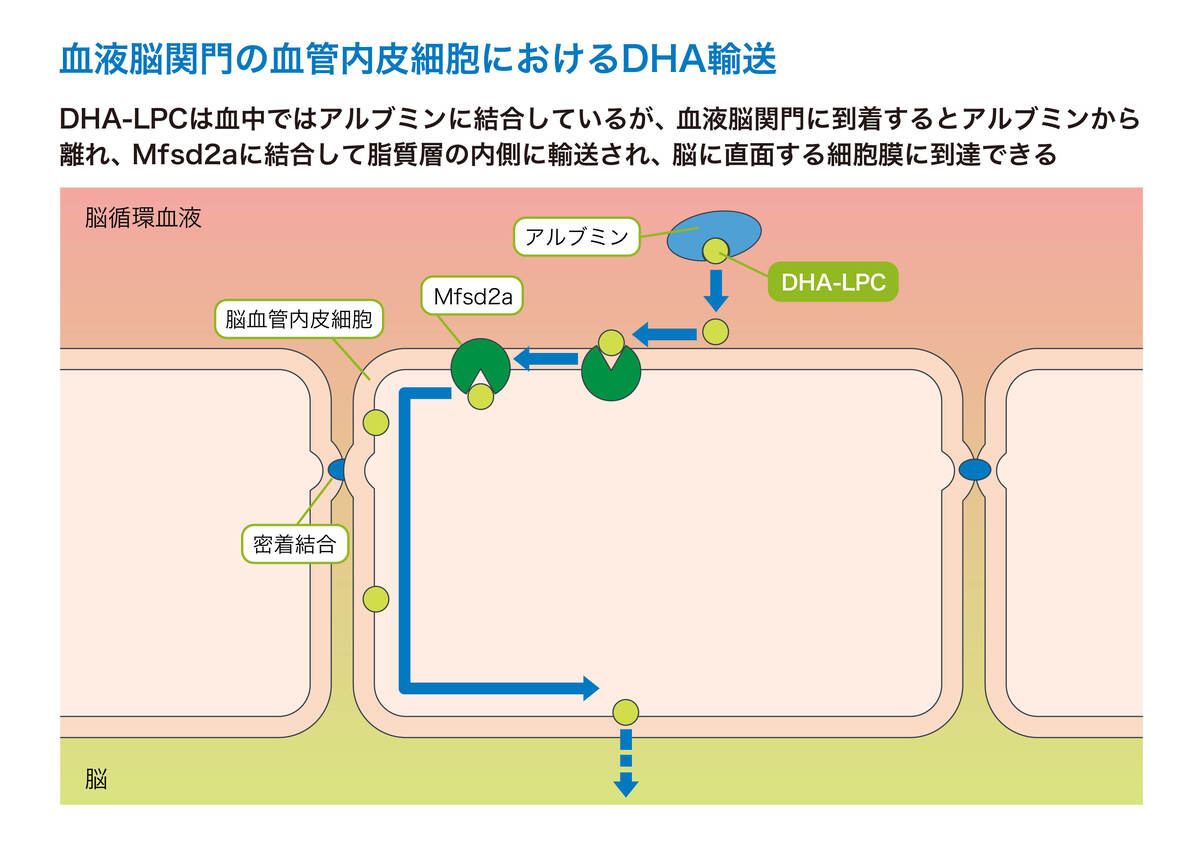 血液脳関門の血管内皮細胞におけるDHA輸送