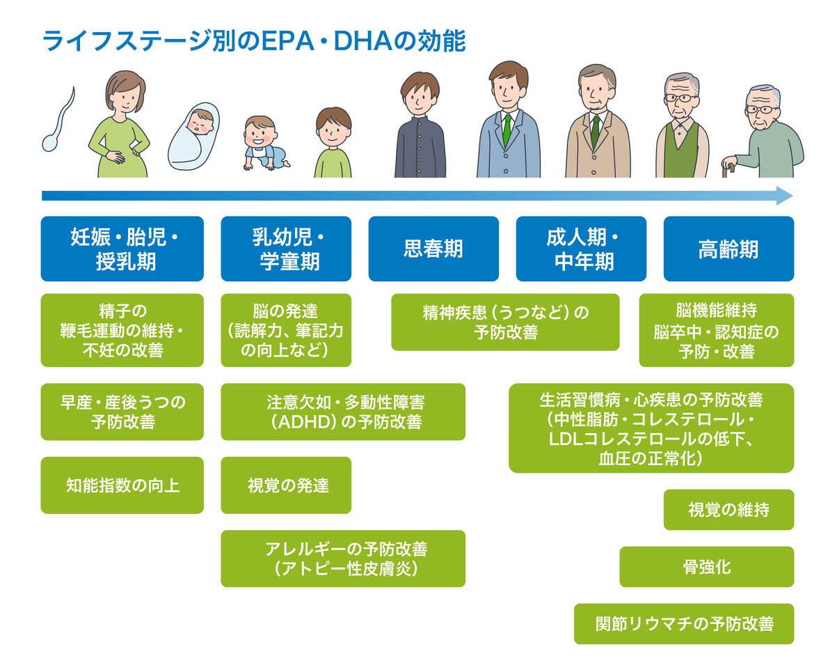 ライフステージ別のEPA・DHAの効能